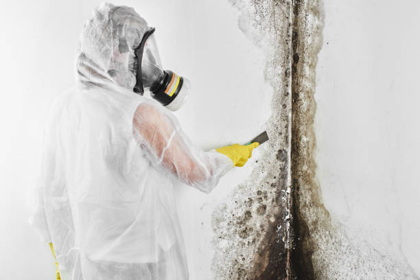 Best Residential Mold Removal  in Jamesport, NY