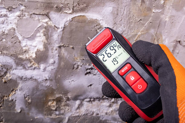 Best Mold Damage Repair  in Jamesport, NY