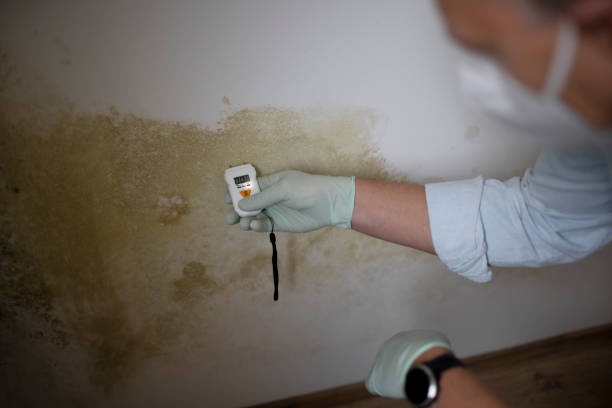 Professional Mold Removal in Jamesport, NY