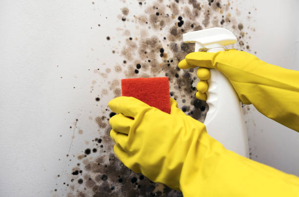 Best Certified Mold Removal  in Jamesport, NY