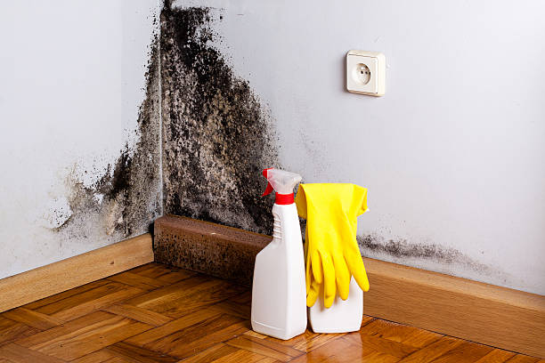 Best Toxic Mold Removal  in Jamesport, NY